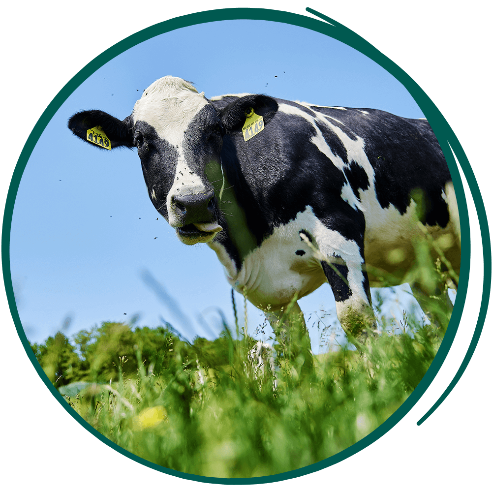  a cow in a field