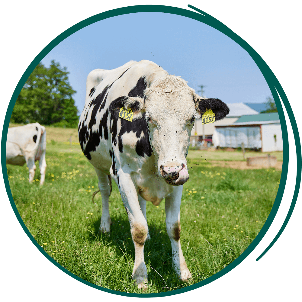  a cow in the field