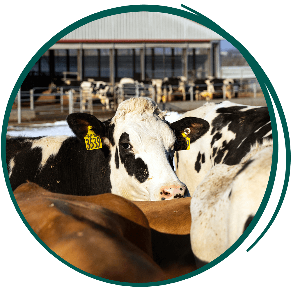 cows in the field